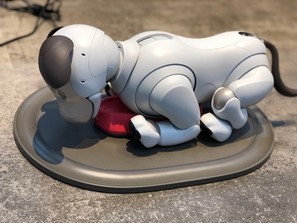 当社オフィスの愛犬「ソラ」｜スターティアホールディングス株式会社
